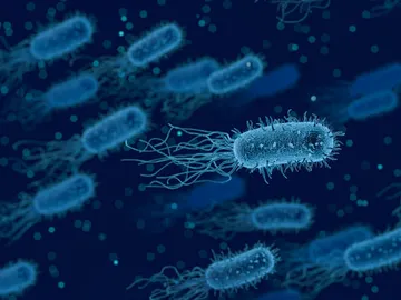 Bacterias Bacterias