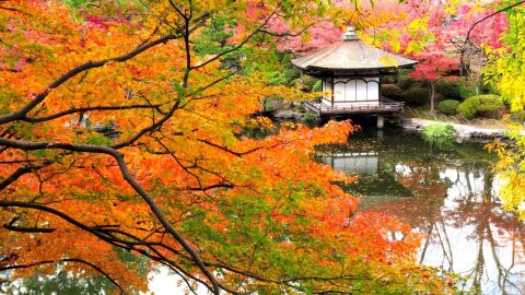 Japón