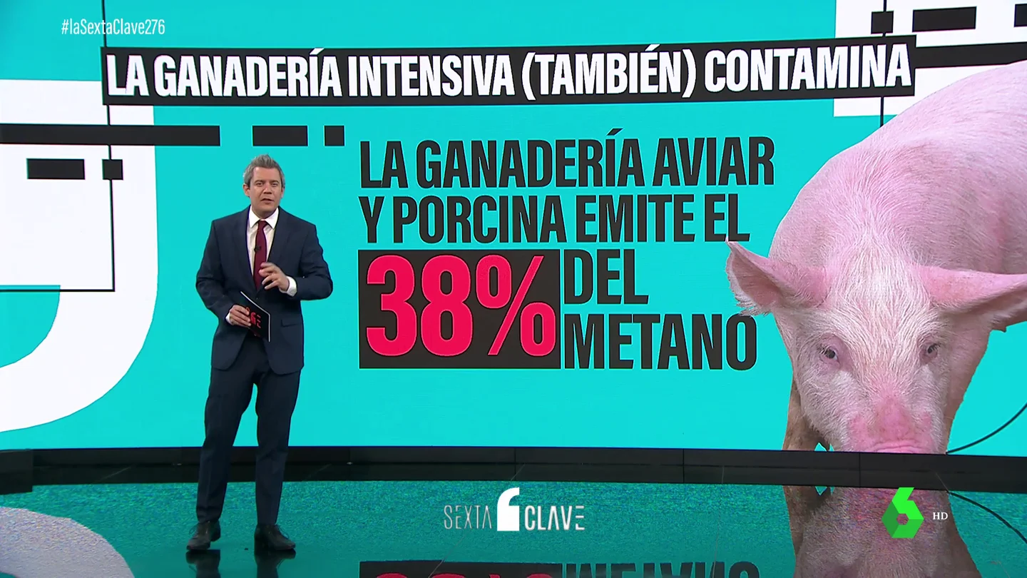 Los datos que desmienten a Pablo Casado: sí, la ganadería intensiva sí contamina Los datos que desmienten a Pablo Casado: sí, la ganadería intensiva sí contamina