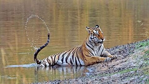 Tigre