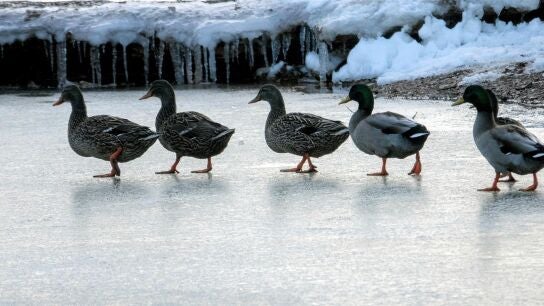 Espa&ntilde;a registra las heladas m&aacute;s fuertes de los &uacute;ltimos 365 d&iacute;as