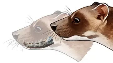 Un nuevo fosil de mamifero aragones resuelve un problema taxonomico de hace mas de 150 anos