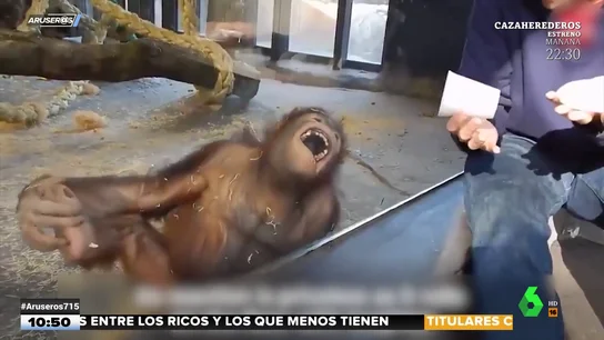Orangután Orangután