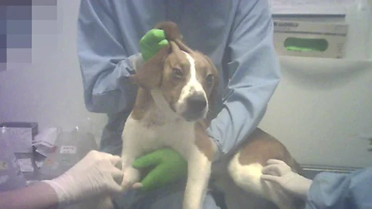 38 cachorros Beagle pueden ser asesinados en Vivotecnia tras experimentar con ellos 38 cachorros Beagle pueden ser asesinados en Vivotecnia tras experimentar con ellos