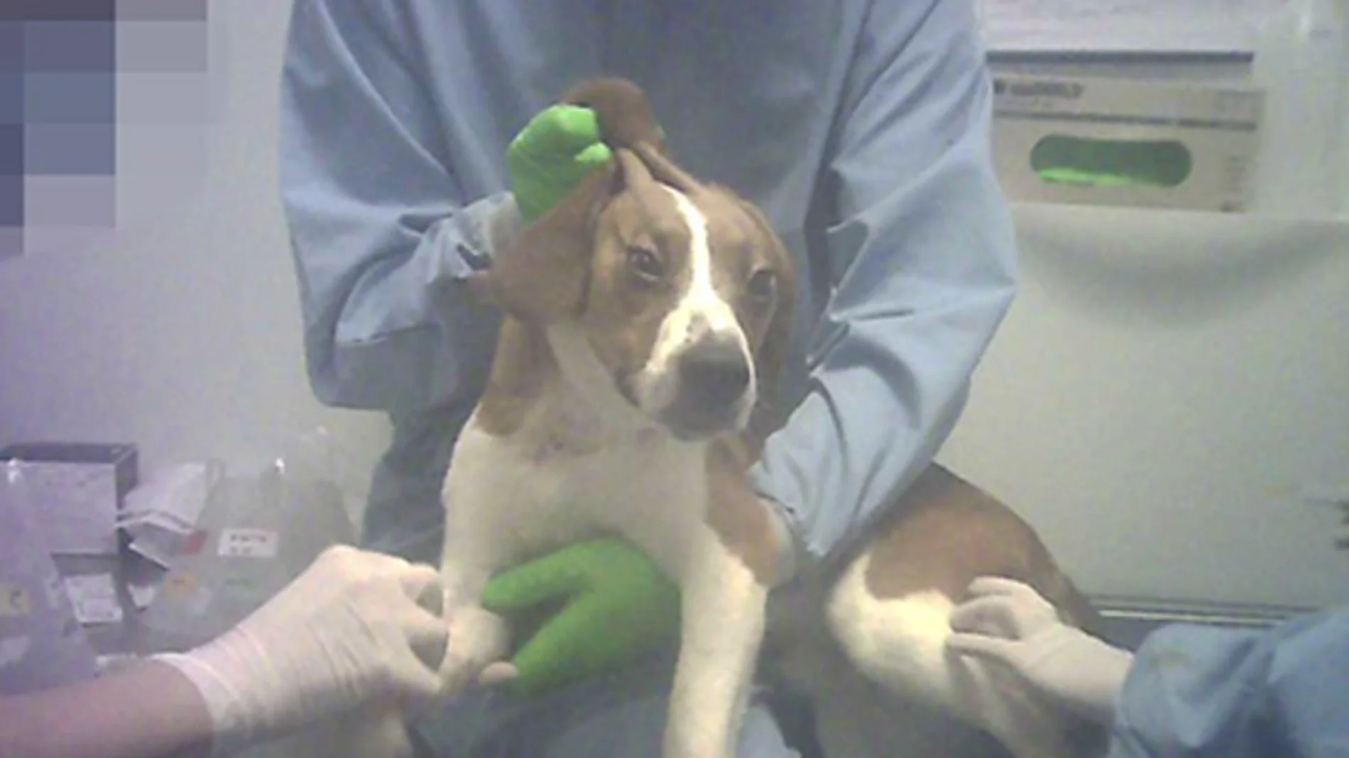 38 cachorros Beagle pueden ser asesinados en Vivotecnia tras experimentar con ellos