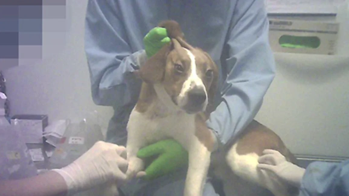 38 cachorros Beagle pueden ser asesinados en Vivotecnia tras experimentar con ellos 38 cachorros Beagle pueden ser asesinados en Vivotecnia tras experimentar con ellos