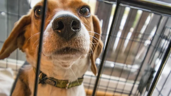 Imagen de archivo de un beagle en una jaula Imagen de archivo de un beagle en una jaula