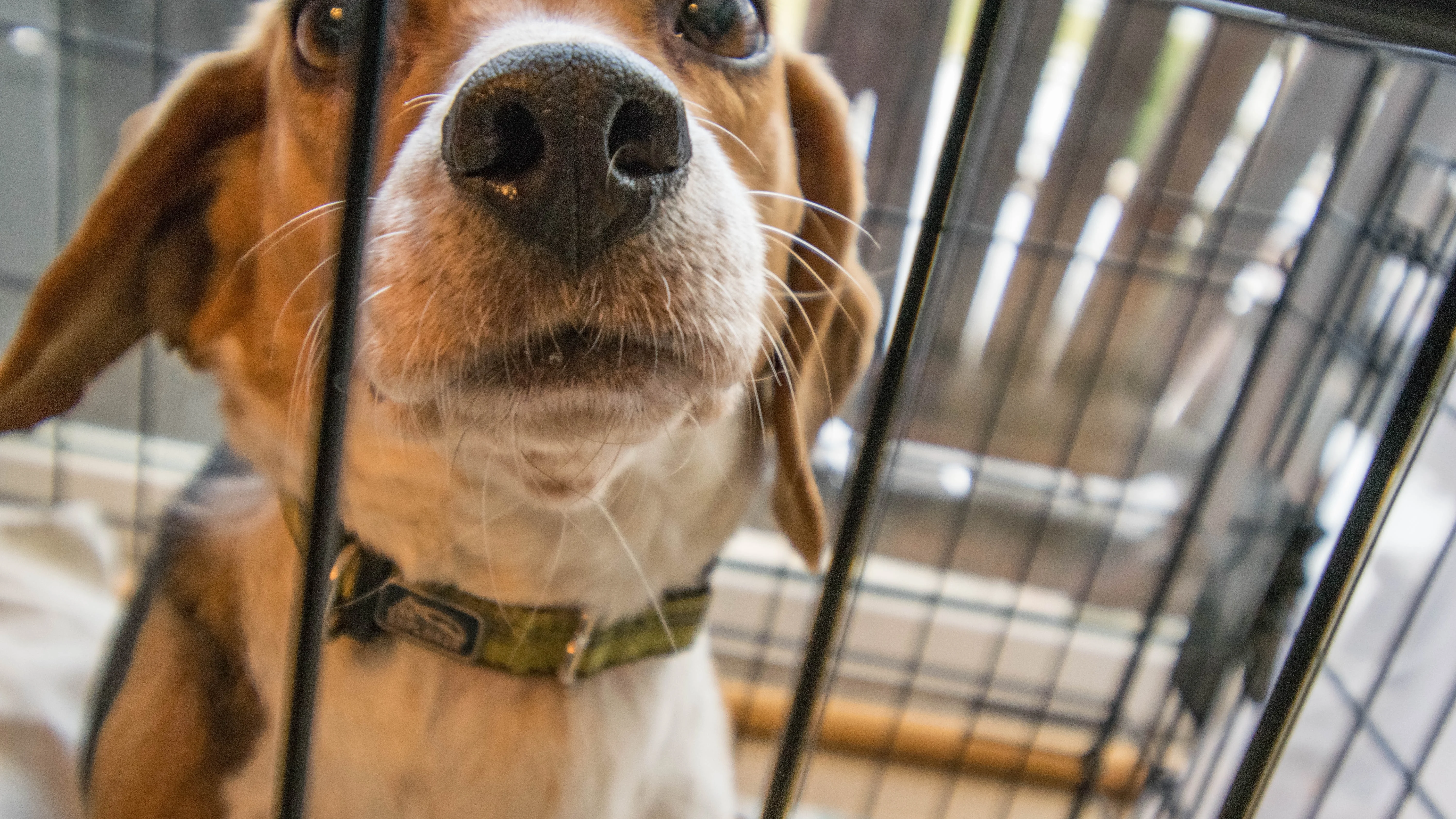 Imagen de archivo de un beagle en una jaula