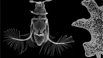 Asi es el rapido vuelo de uno de los insectos mas pequenos del mundo