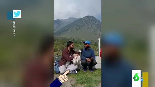 El momento en que una cabra 'boicotea' una entrevista en directo comiéndose el cable del micrófono El momento en que una cabra 'boicotea' una entrevista en directo comiéndose el cable del micrófono