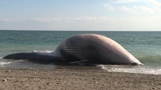 Aparece el cadáver de una ballena de nueve metros en una playa de Estepona Aparece el cadáver de una ballena de nueve metros en una playa de Estepona