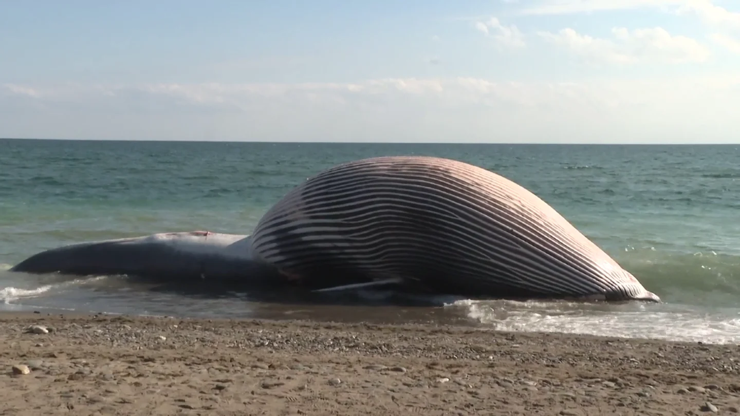 Aparece el cadáver de una ballena de nueve metros en una playa de Estepona Aparece el cadáver de una ballena de nueve metros en una playa de Estepona