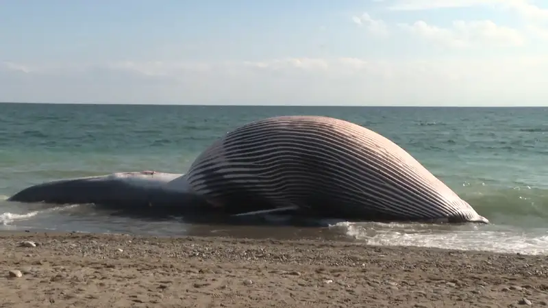 Aparece el cadáver de una ballena de nueve metros en una playa de Estepona