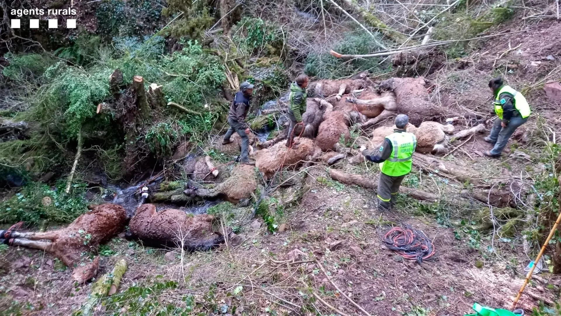 Imagen cedida por el cuerpo de Agentes Rurales de la Generalitat de los caballos muertos