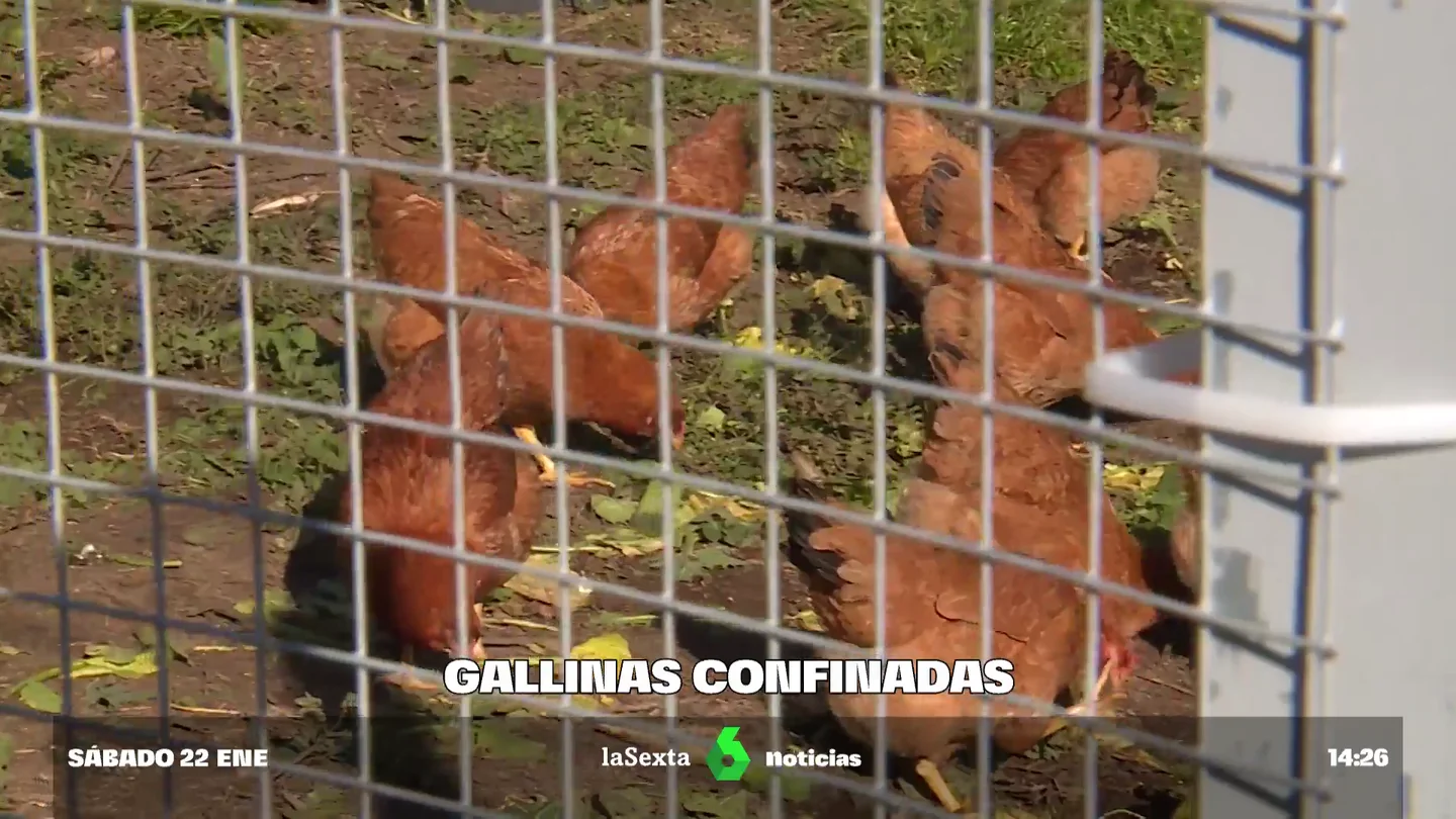 Aves confinadas por brotes de gripe aviar Aves confinadas por brotes de gripe aviar