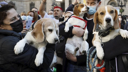 Manifestación en Barcelona para liberar a 32 cachorros de perros 'beagle' que podrían ser sacrificados en un experimento Manifestación en Barcelona para liberar a 32 cachorros de perros 'beagle' que podrían ser sacrificados en un experimento