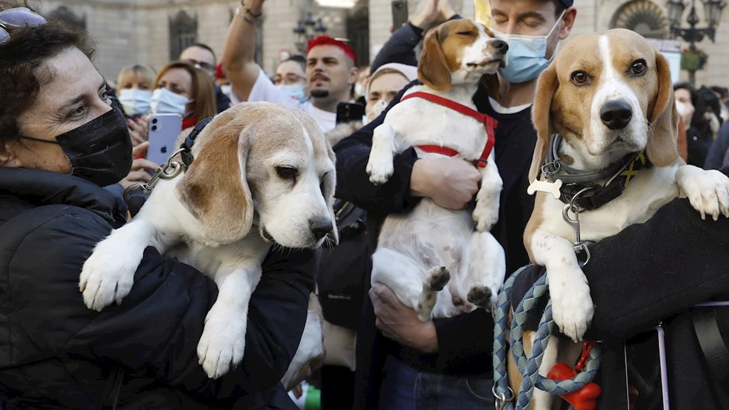 Manifestación en Barcelona para liberar a 32 cachorros de perros 'beagle' que podrían ser sacrificados en un experimento Manifestación en Barcelona para liberar a 32 cachorros de perros 'beagle' que podrían ser sacrificados en un experimento