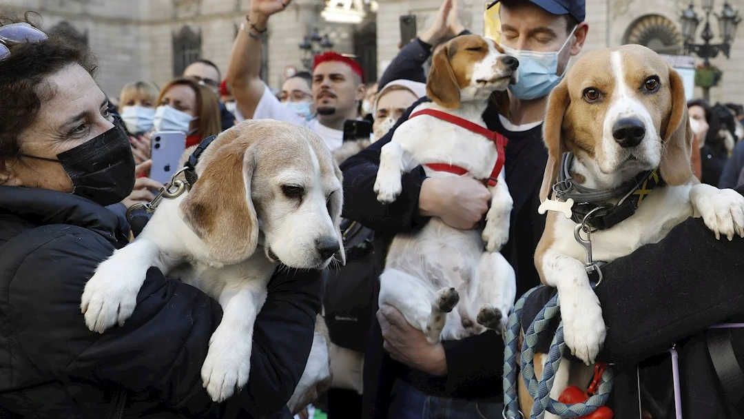 Manifestación en Barcelona para liberar a 32 cachorros de perros 'beagle' que podrían ser sacrificados en un experimento