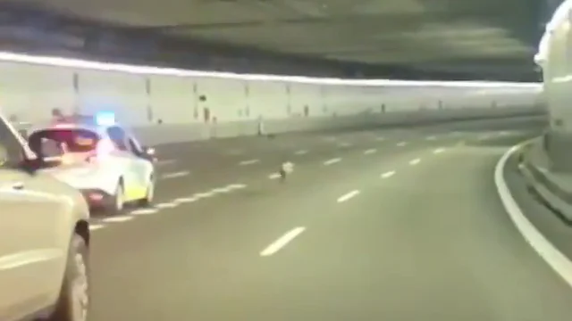 La Policía escolta a un perro que corría por los túneles de la M-30 de Madrid La Policía escolta a un perro que corría por los túneles de la M-30 de Madrid