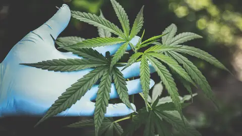 Podría el cannabidiol ayudar a prevenir la COVID-19 Podría el cannabidiol ayudar a prevenir la COVID-19