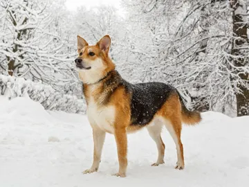 Perro en la nieve Perro en la nieve
