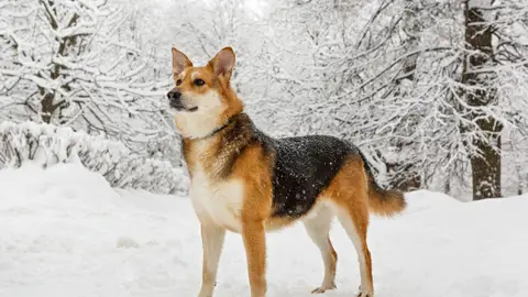 Perro en la nieve Perro en la nieve