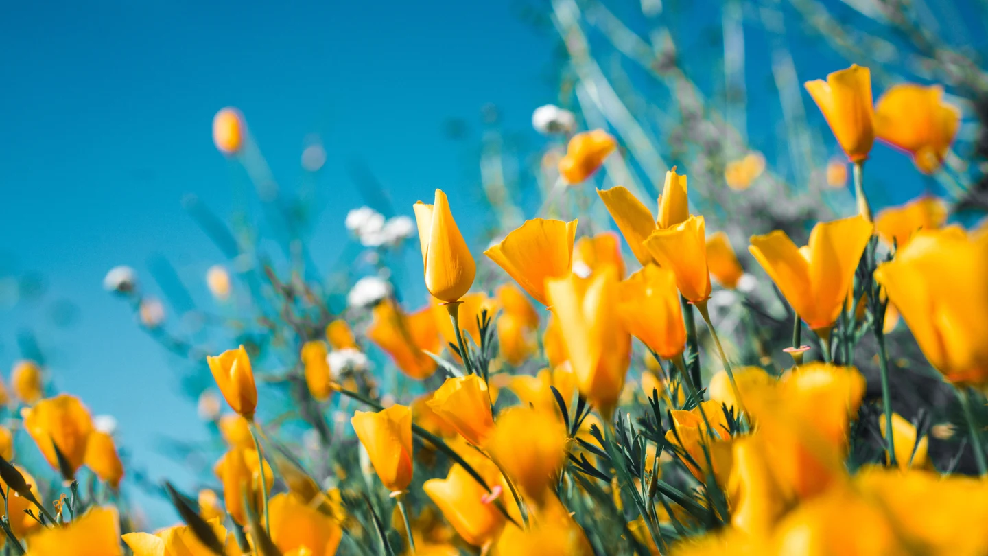 Cuándo empieza la primavera 2022 Cuándo empieza la primavera 2022