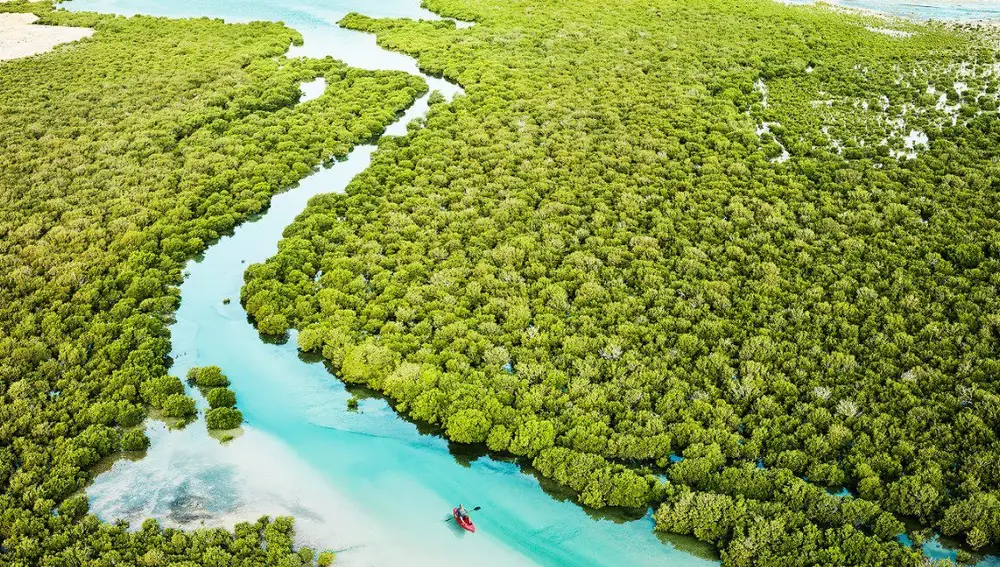 Kayak en los manglares