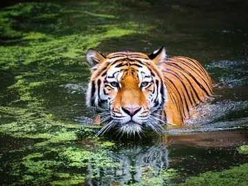 Tigre Tigre