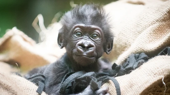 Las primeras imágenes gateando del gorila nacido en el zoo de Cleveland Metroparks En peligro de extinción