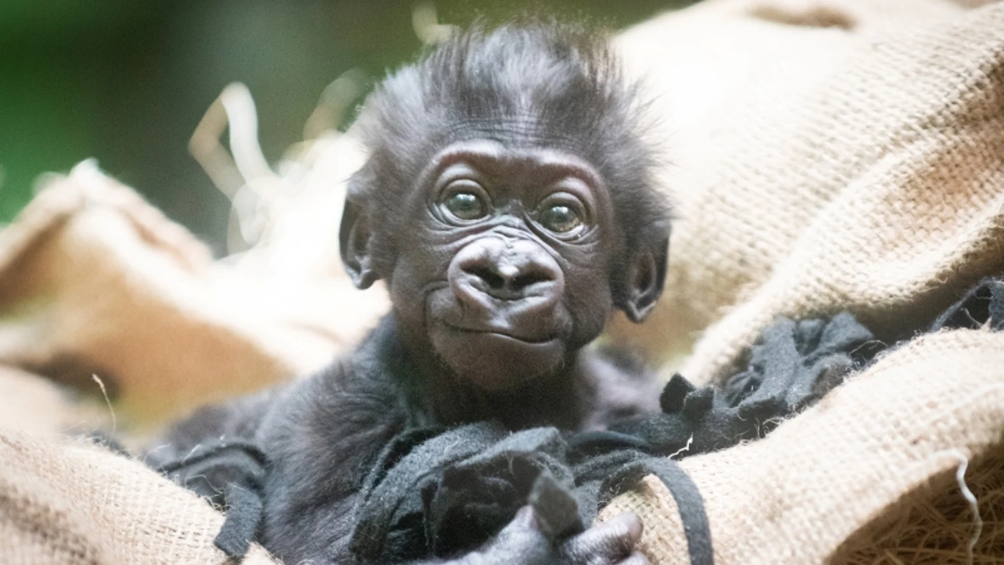 Las primeras imágenes gateando del gorila nacido en el zoo de Cleveland Metroparks En peligro de extinción