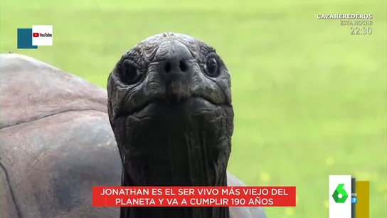Así es el ser vivo más viejo del planeta: la tortuga Jonathan, que va a cumplir 190 años Así es el ser vivo más viejo del planeta: la tortuga Jonathan, que va a cumplir 190 años