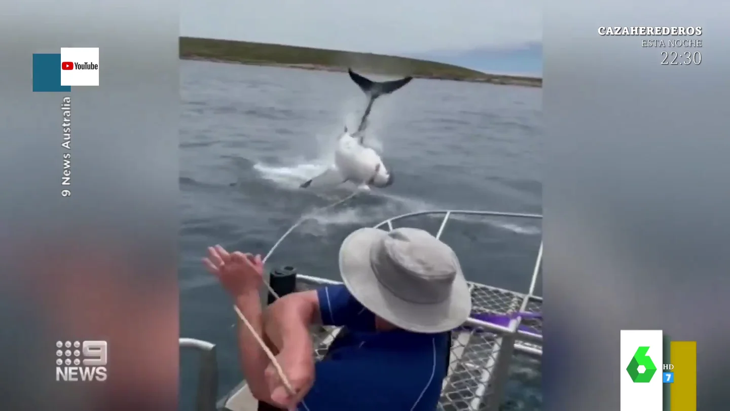 El espectacular salto de un tiburón blanco delante de un barco lleno de turistas El espectacular salto de un tiburón blanco delante de un barco lleno de turistas