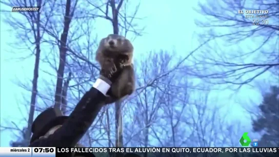 marmota marmota