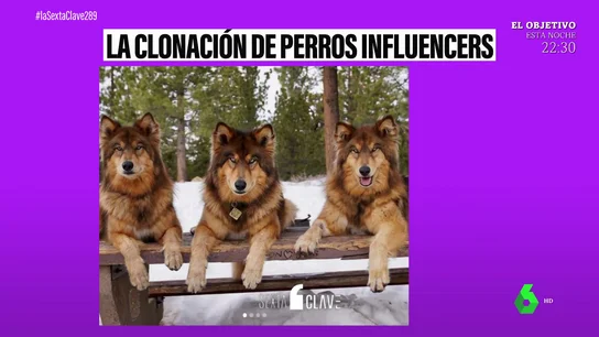 Clonar mascotas es posible (y legal): una empresa es capaz de hacerlo incluso con animales vivos Clonar mascotas es posible (y legal): una empresa es capaz de hacerlo incluso con animales vivos