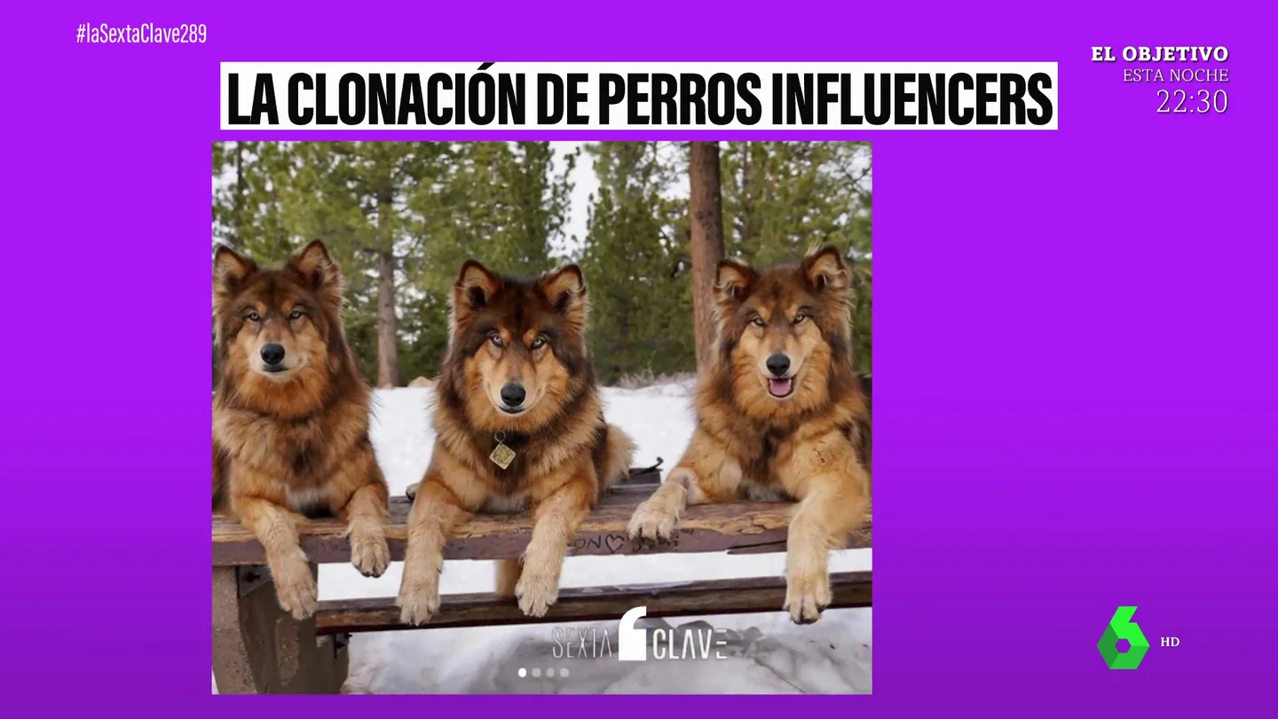 Clonar mascotas es posible (y legal): una empresa es capaz de hacerlo incluso con animales vivos Clonar mascotas es posible (y legal): una empresa es capaz de hacerlo incluso con animales vivos
