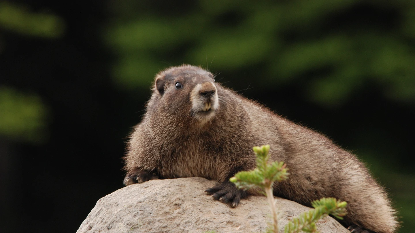Imagen de archivo de una marmota Una marmota