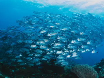 ¿Los peces duermen? ¿Los peces duermen?