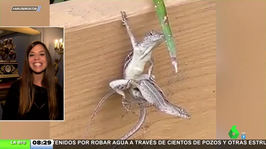 lagartijas lagartijas