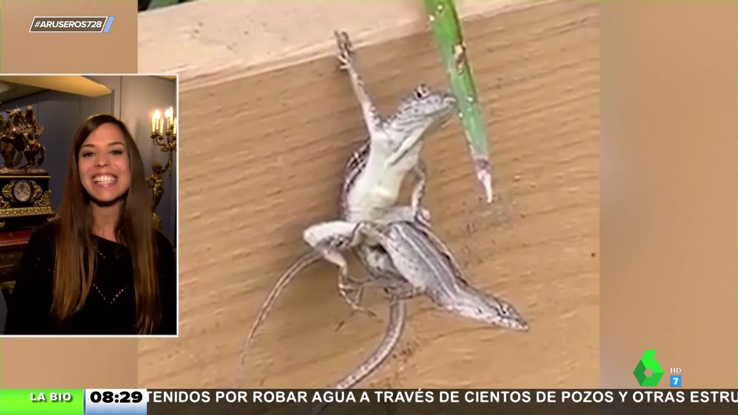 lagartijas lagartijas