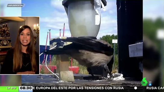 Cuervos Cuervos