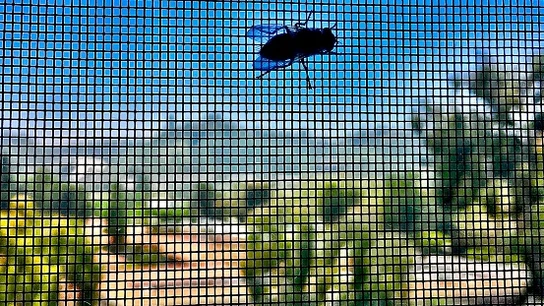 Cómo evitar que entren las moscas en casa Cómo evitar que entren las moscas en casa