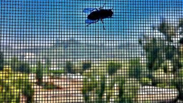 Cómo evitar que entren las moscas en casa