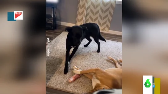 La astucia de un perro para robarle el hueso a otro La astucia de un perro para robarle el hueso a otro