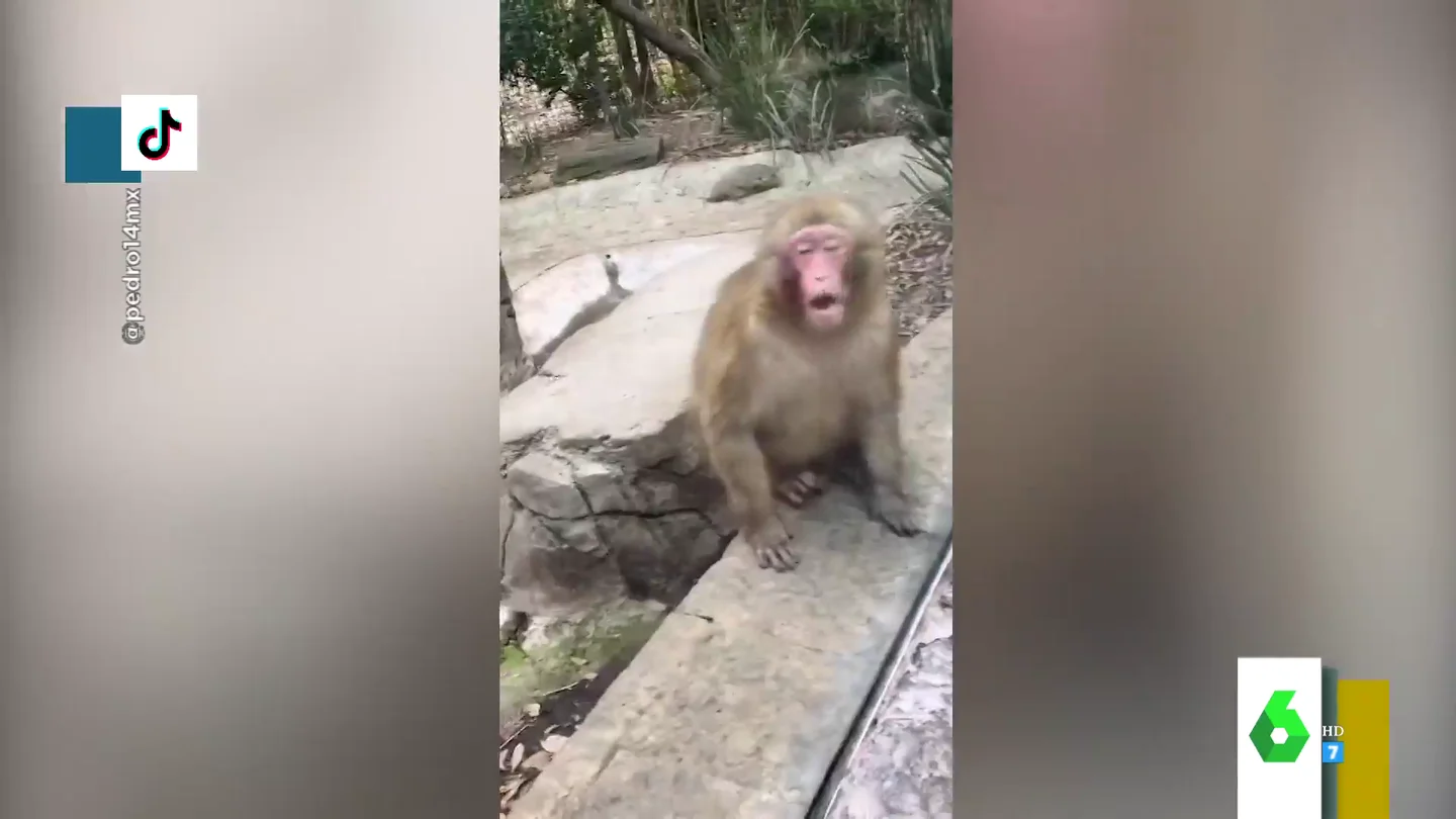 El cómico vídeo de un mono que alucina con un truco de magia El cómico vídeo de un mono que alucina con un truco de magia