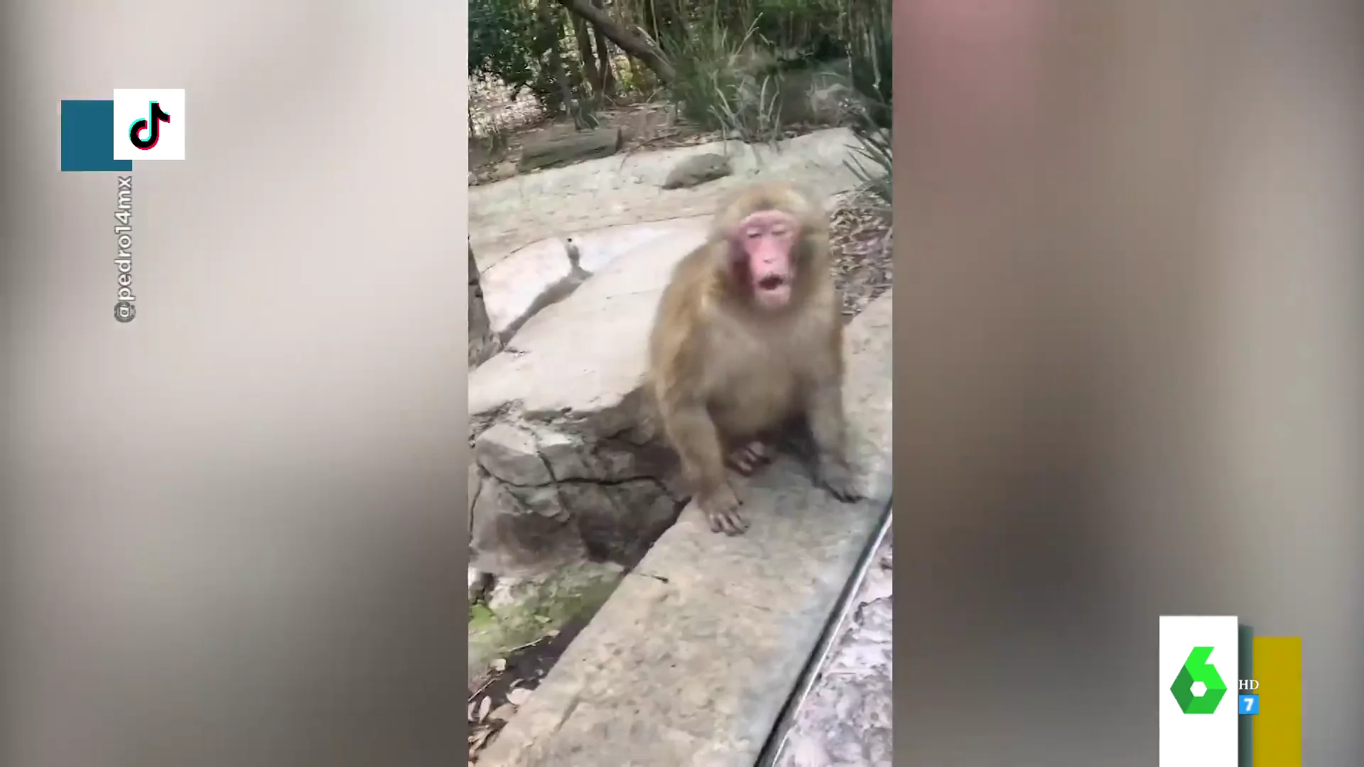 El cómico vídeo de un mono que alucina con un truco de magia