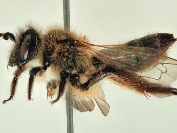 Imagen de la abeja descubierta