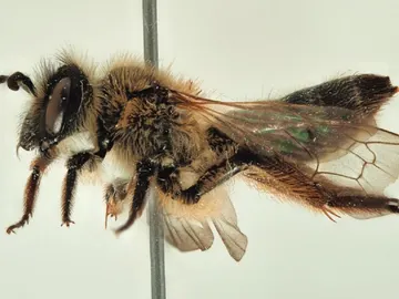 Imagen de la abeja descubierta Imagen de la abeja descubierta