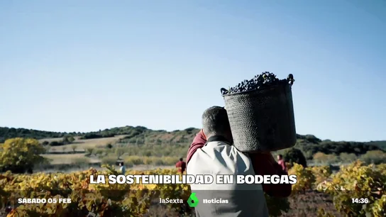 Evitar que los insectos tengan sexo, la curiosa técnica de una bodega aragonesa para hacer vino sostenible Evitar que los insectos tengan sexo, la curiosa técnica de una bodega aragonesa para hacer vino sostenible