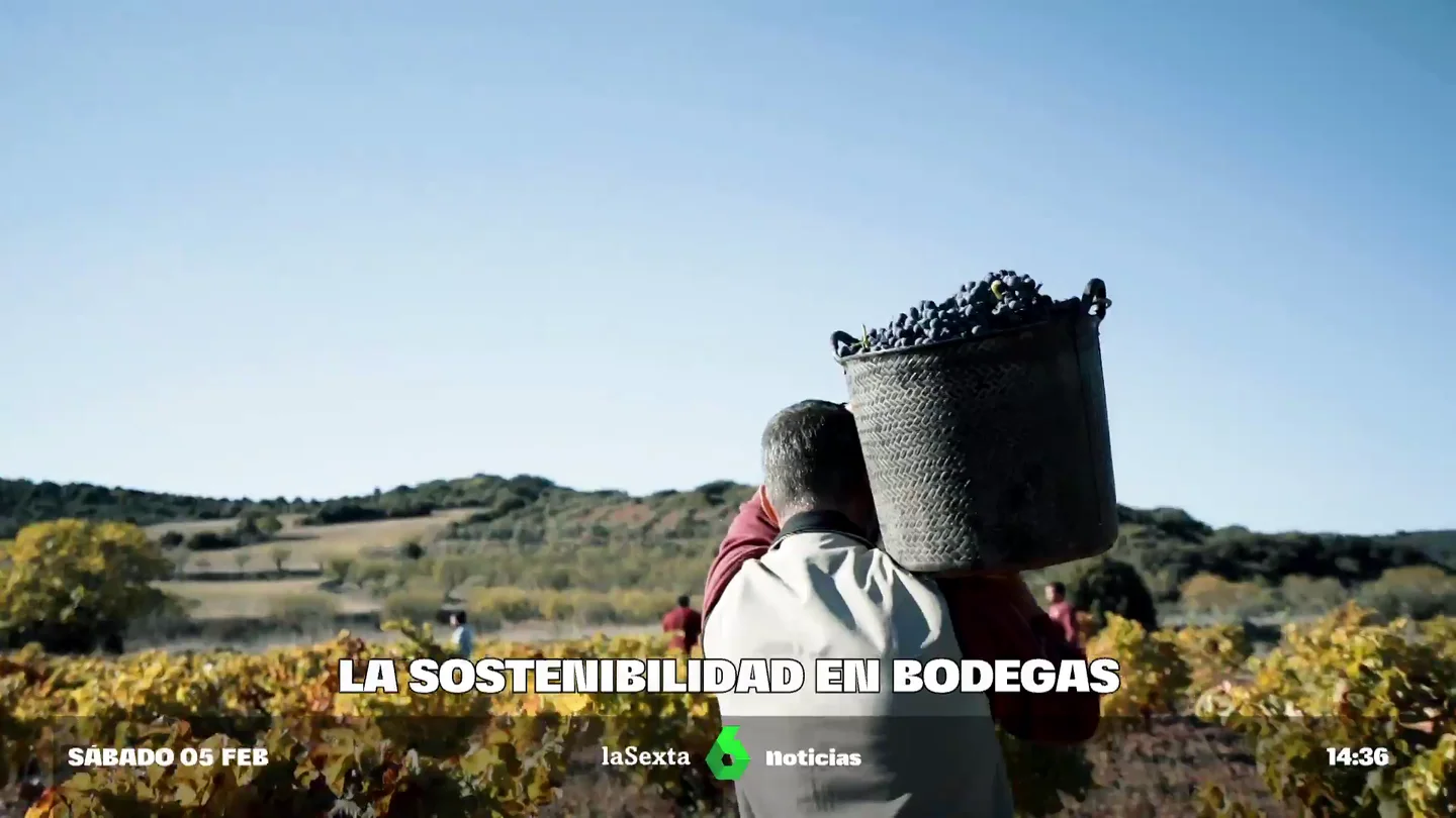 Evitar que los insectos tengan sexo, la curiosa técnica de una bodega aragonesa para hacer vino sostenible Evitar que los insectos tengan sexo, la curiosa técnica de una bodega aragonesa para hacer vino sostenible